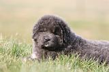 DOGUE DU TIBET 736